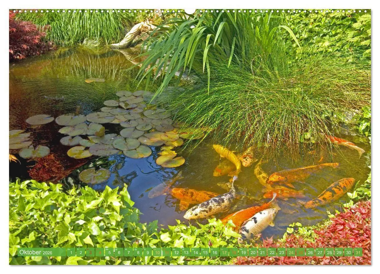Bild: 9783457698235 | Koi: Juwelen im Teich (Wandkalender 2026 DIN A2 quer), CALVENDO...