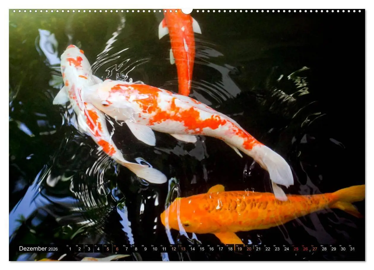 Bild: 9783457698235 | Koi: Juwelen im Teich (Wandkalender 2026 DIN A2 quer), CALVENDO...