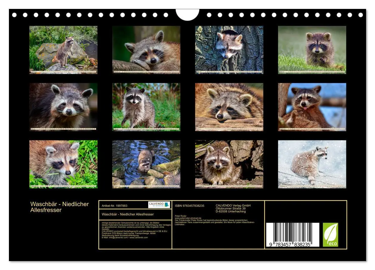 Bild: 9783457838235 | Waschbär - Niedlicher Allesfresser (Wandkalender 2026 DIN A4 quer),...