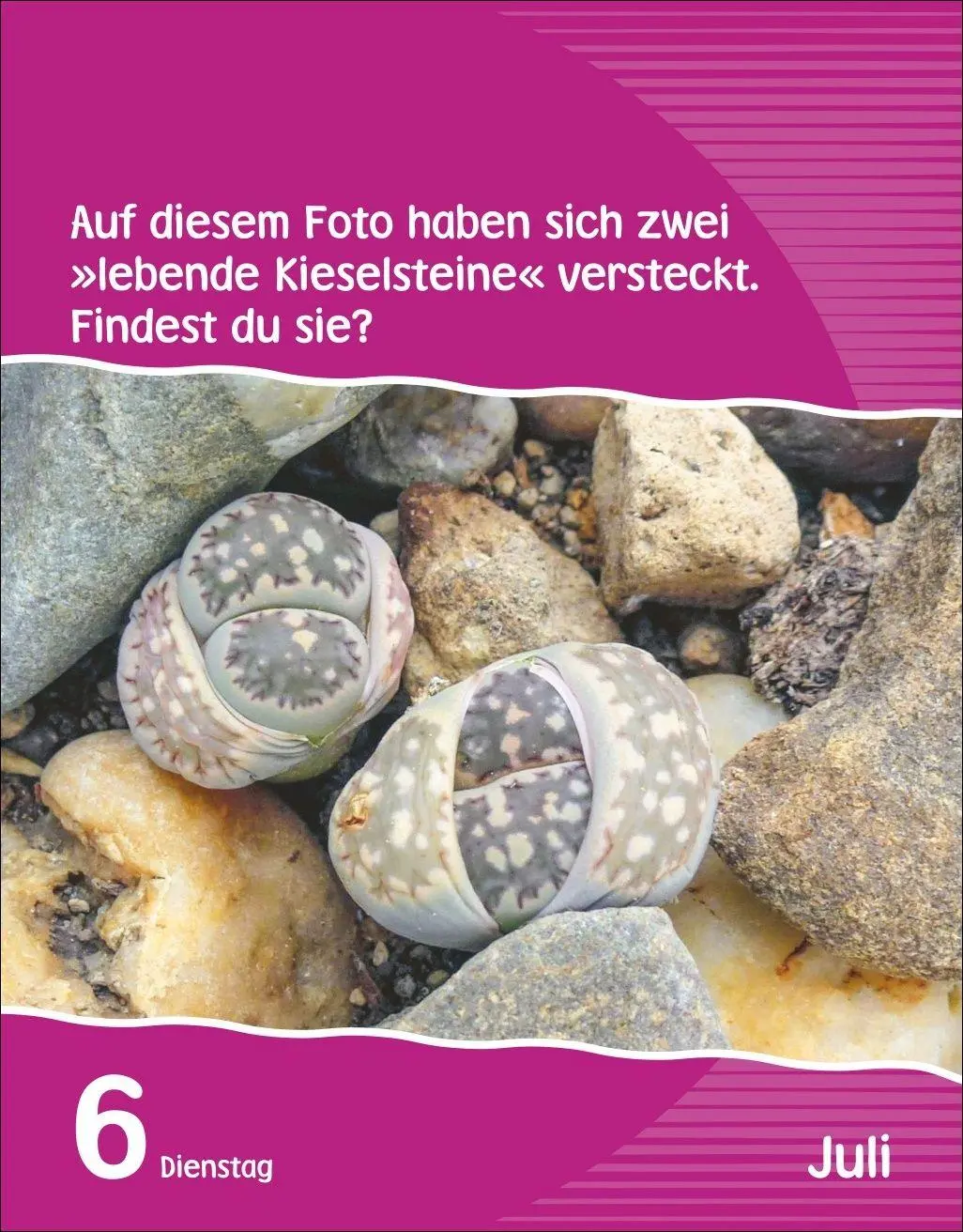 Bild: 9783840038235 | Wissen für Kids Tagesabreißkalender 2027 | Silvia Goics (u. a.) | 2027