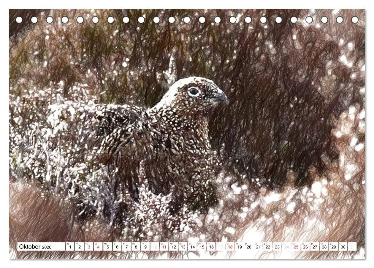 Bild: 9783457998335 | Schottlands Vogelwelt - Ein Porträt in Zeichnungen (Tischkalender...