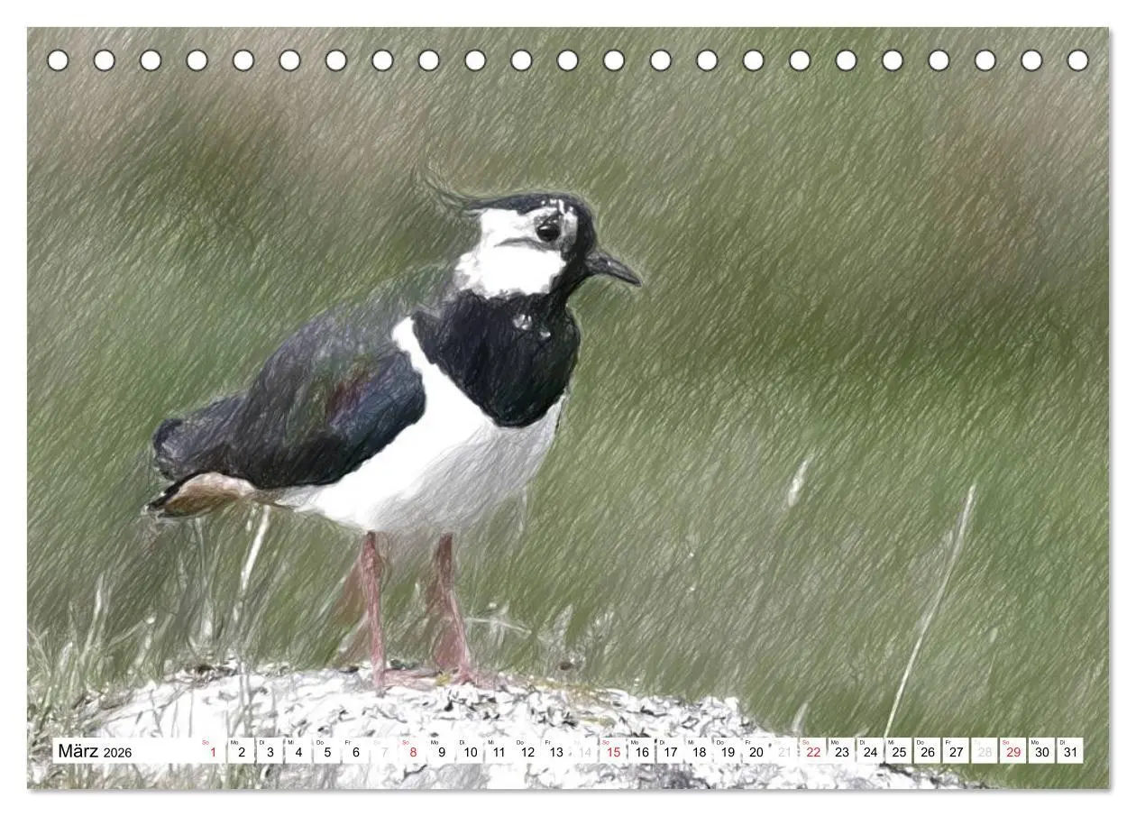 Bild: 9783457998335 | Schottlands Vogelwelt - Ein Porträt in Zeichnungen (Tischkalender...