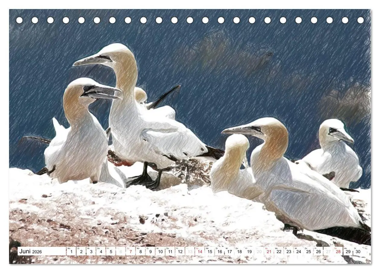 Bild: 9783457998335 | Schottlands Vogelwelt - Ein Porträt in Zeichnungen (Tischkalender...