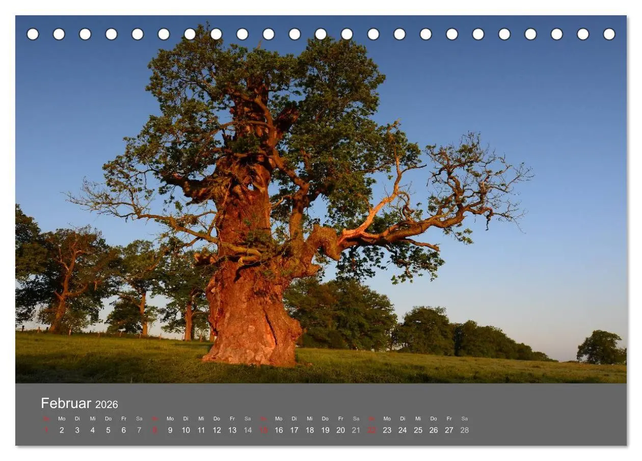 Bild: 9783516228335 | Bäume (Tischkalender 2026 DIN A5 quer), CALVENDO Monatskalender | 2026