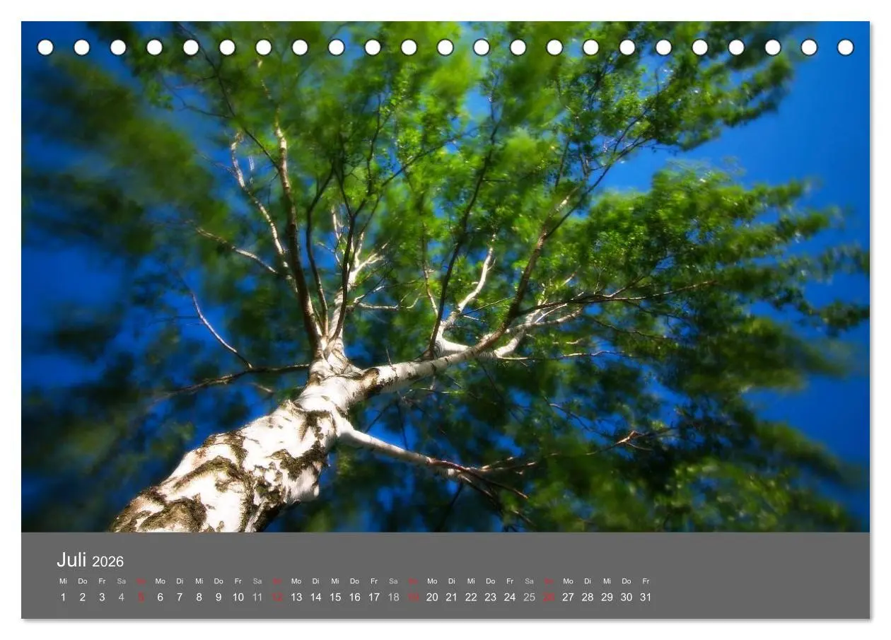 Bild: 9783516228335 | Bäume (Tischkalender 2026 DIN A5 quer), CALVENDO Monatskalender | 2026