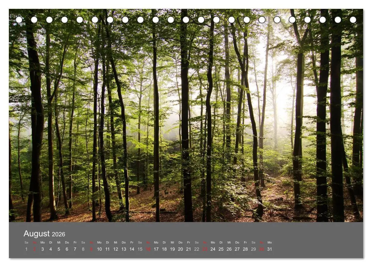 Bild: 9783516228335 | Bäume (Tischkalender 2026 DIN A5 quer), CALVENDO Monatskalender | 2026
