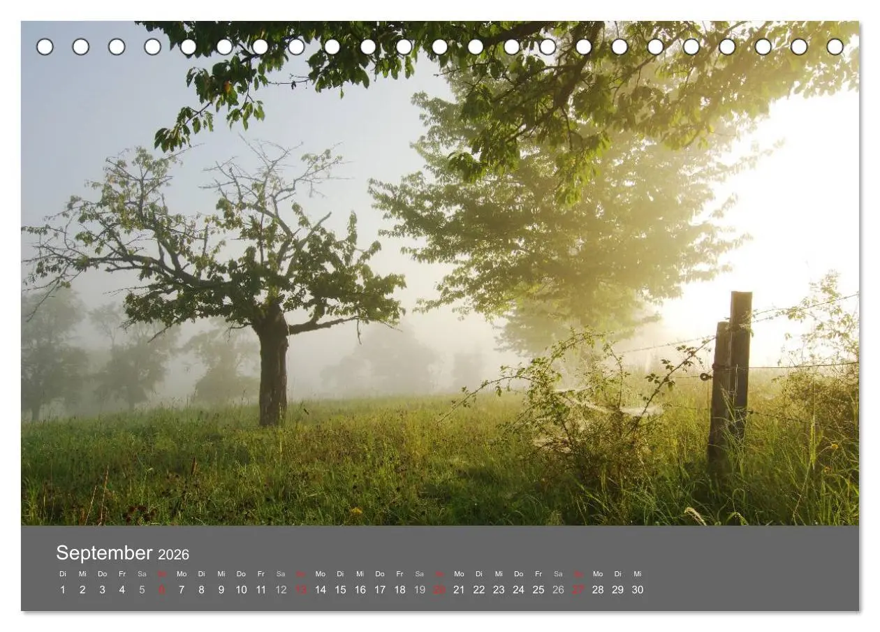 Bild: 9783516228335 | Bäume (Tischkalender 2026 DIN A5 quer), CALVENDO Monatskalender | 2026