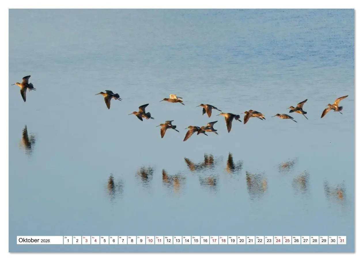 Bild: 9783516608335 | Impressionen aus dem Moor (Wandkalender 2026 DIN A4 quer), CALVENDO...