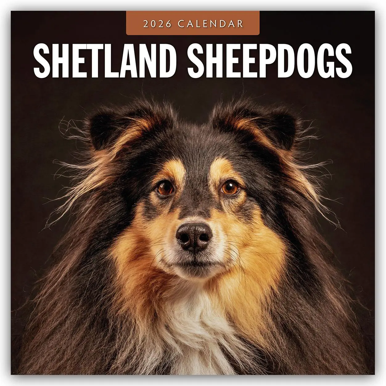 Cover: 9781804428535 | Shetland Sheepdogs 2026 Square Wall Calendar | Red Robin | Taschenbuch