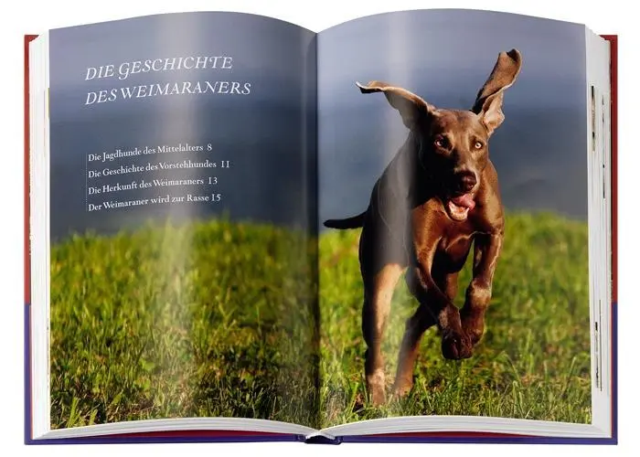 Bild: 9783440118535 | Weimaraner | Geschichte, Haltung, Ausbildung, Zucht | Buch | 192 S.