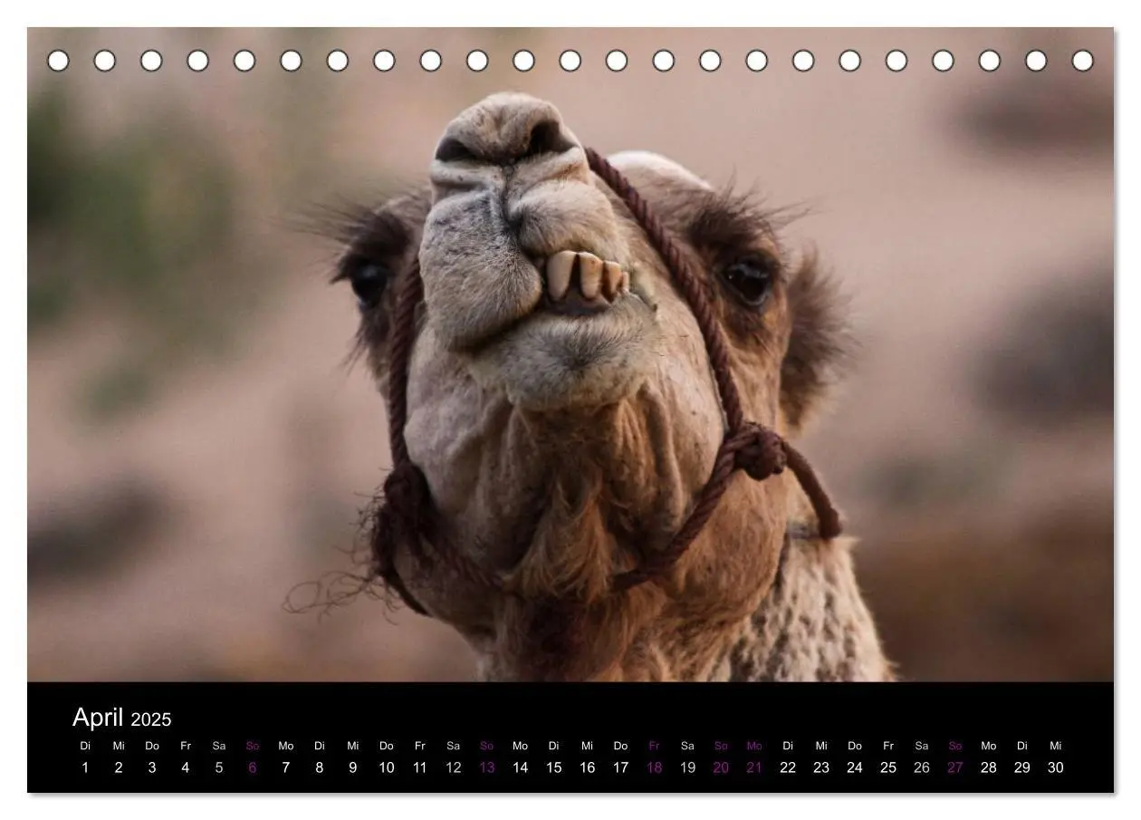 Bild: 9783435708635 | Kamele 2025 - Unterwegs mit zottigen Wüstenschiffen (Tischkalender...