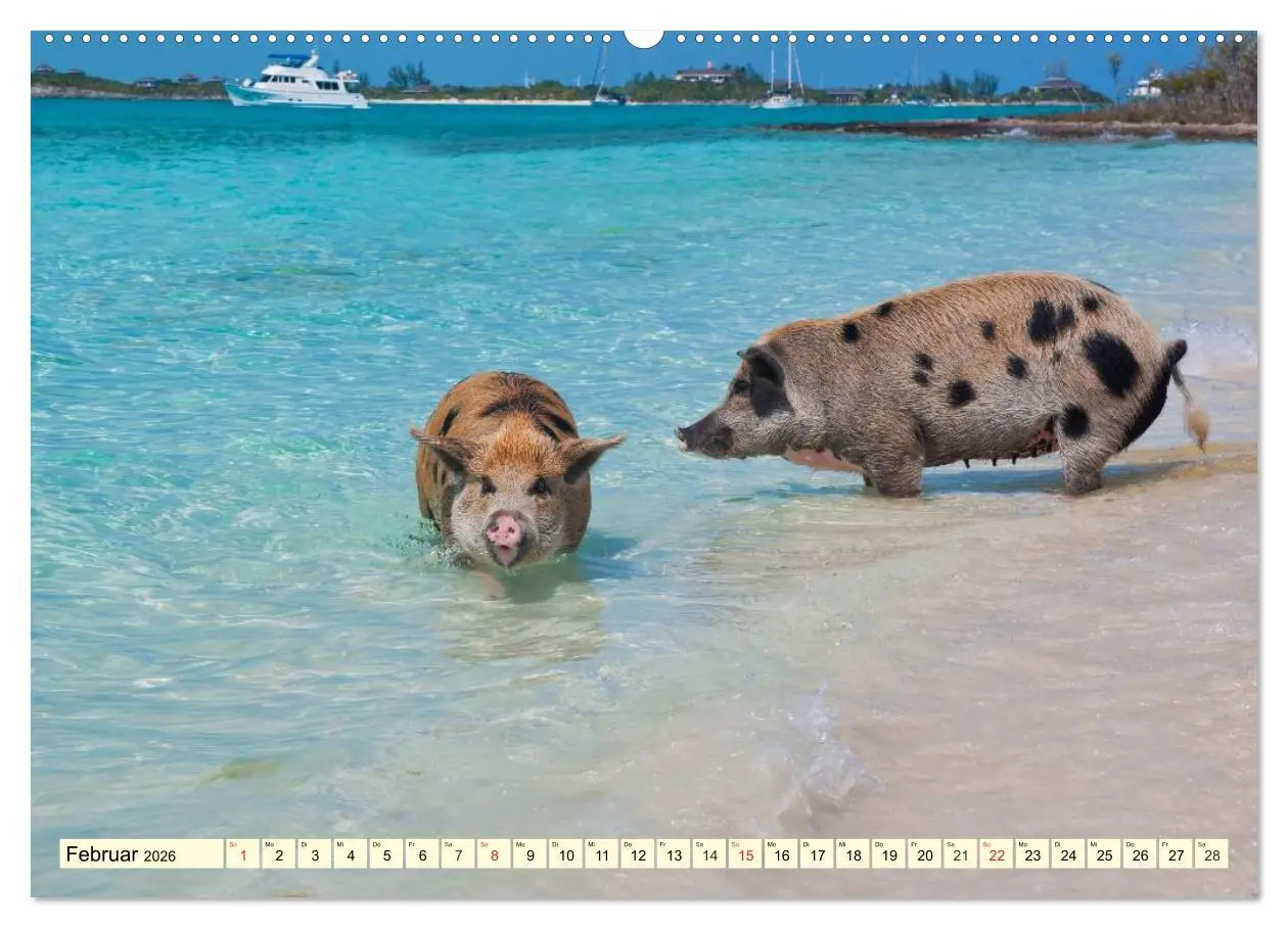 Bild: 9783457968635 | Schwimmende Schweine (hochwertiger Premium Wandkalender 2026 DIN A2...
