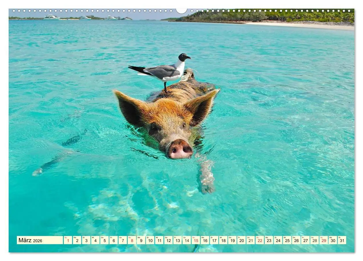Bild: 9783457968635 | Schwimmende Schweine (hochwertiger Premium Wandkalender 2026 DIN A2...