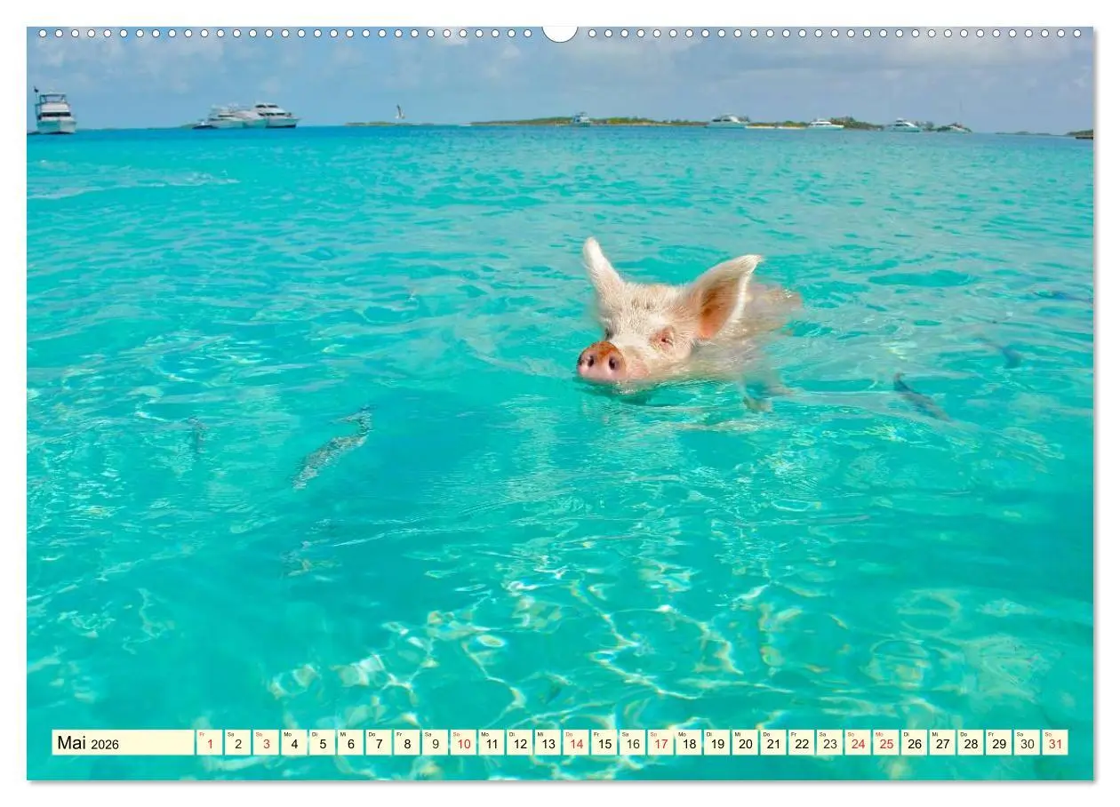 Bild: 9783457968635 | Schwimmende Schweine (hochwertiger Premium Wandkalender 2026 DIN A2...