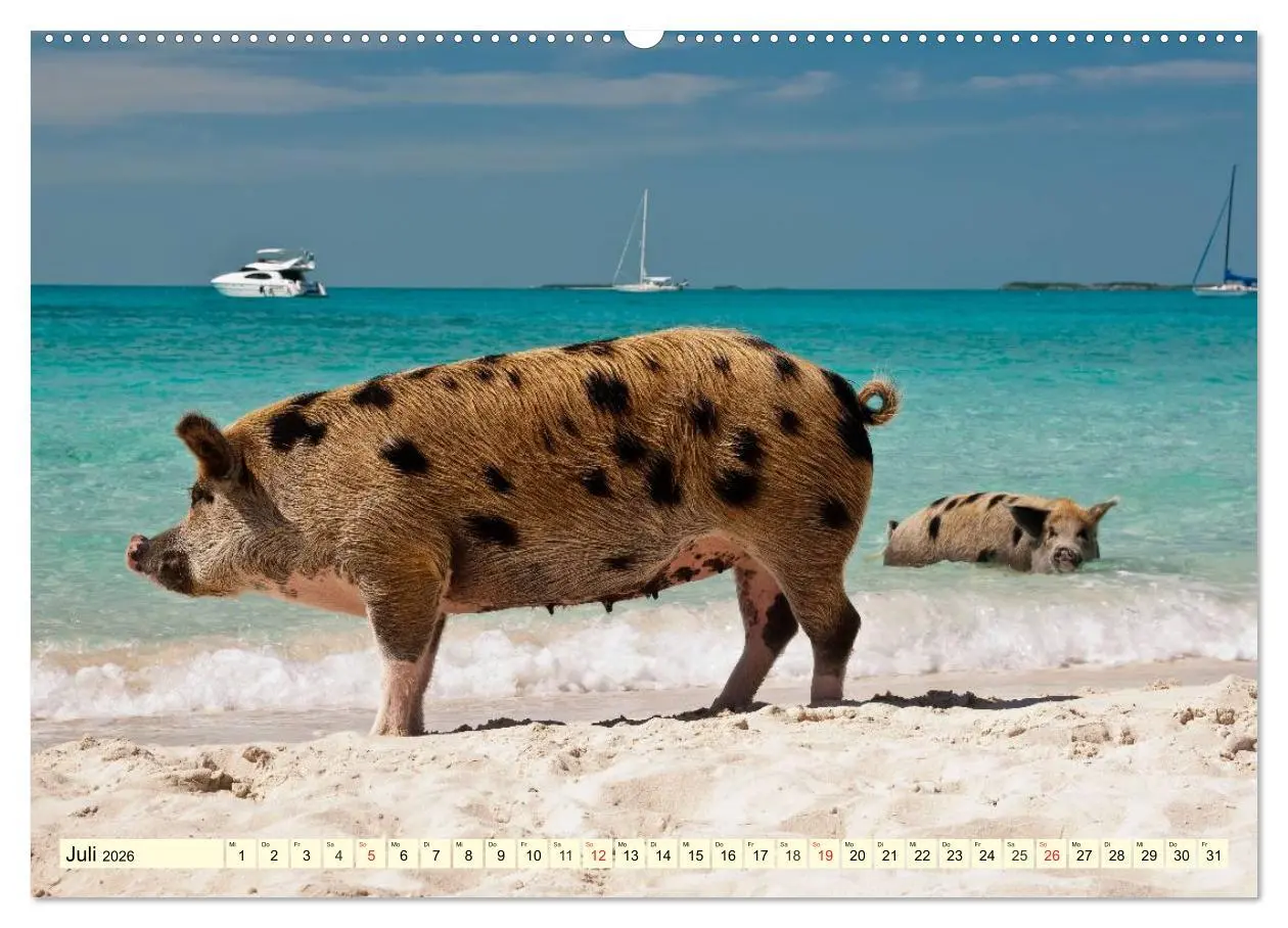 Bild: 9783457968635 | Schwimmende Schweine (hochwertiger Premium Wandkalender 2026 DIN A2...