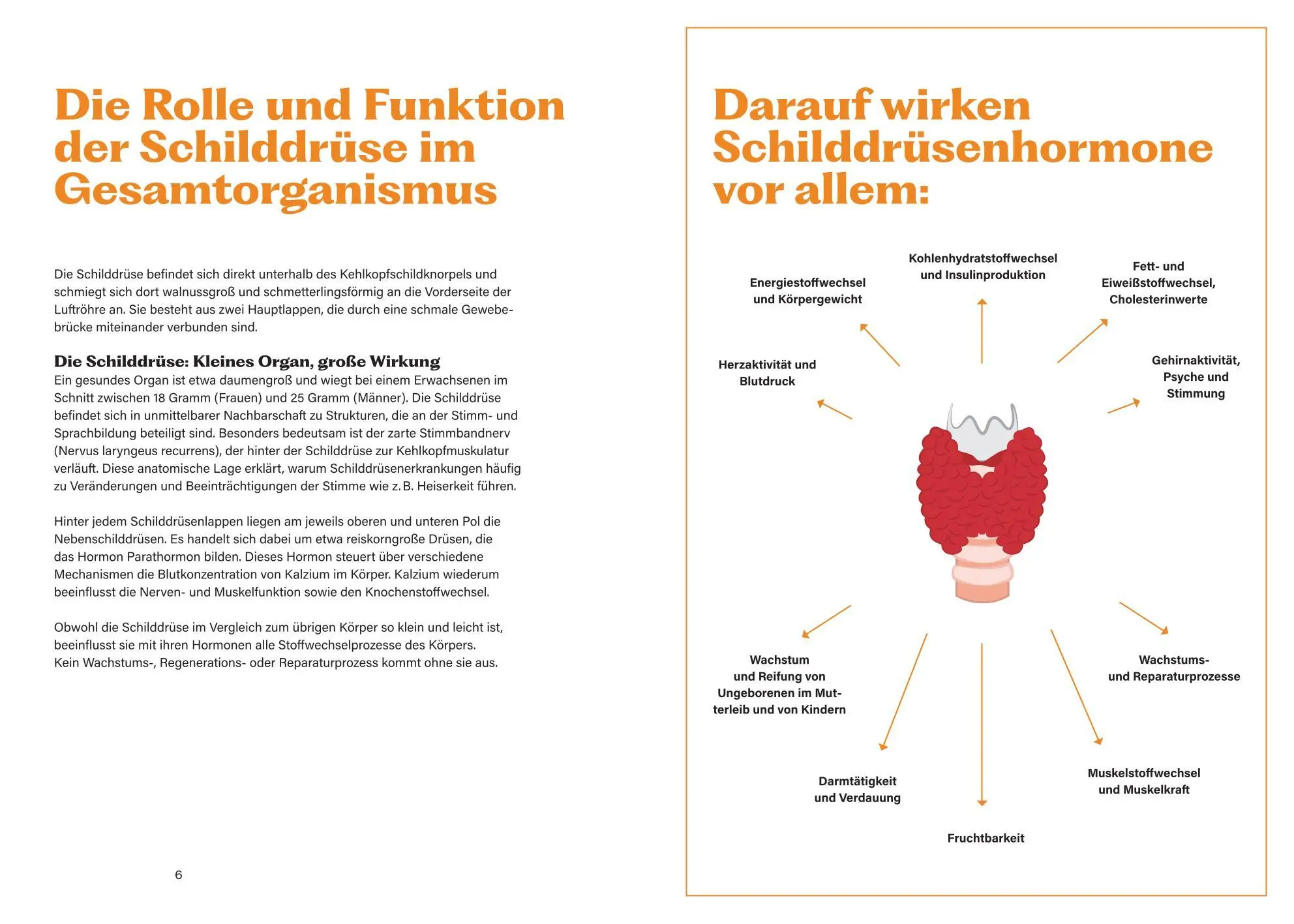 Bild: 9783708808635 | Soforthilfe bei Schilddrüsenunterfunktion und Hashimoto | Leinung