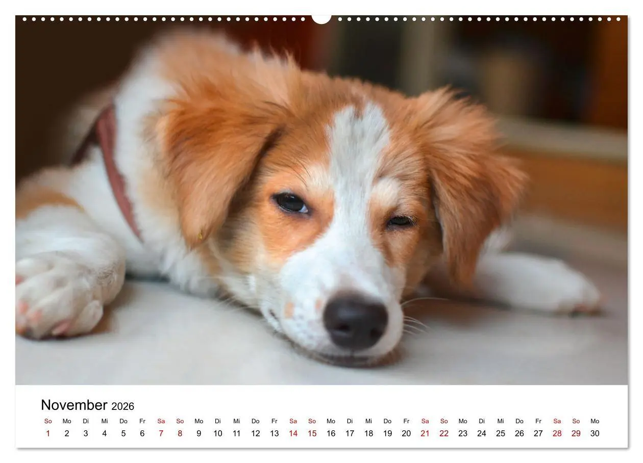 Bild: 9783457318935 | Total gechillte Hunde (Wandkalender 2026 DIN A2 quer), CALVENDO...