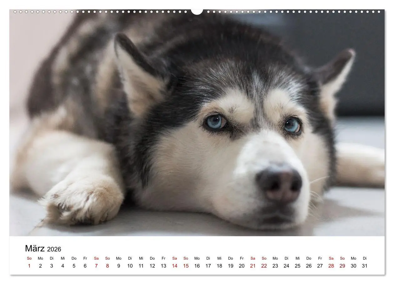 Bild: 9783457318935 | Total gechillte Hunde (Wandkalender 2026 DIN A2 quer), CALVENDO...