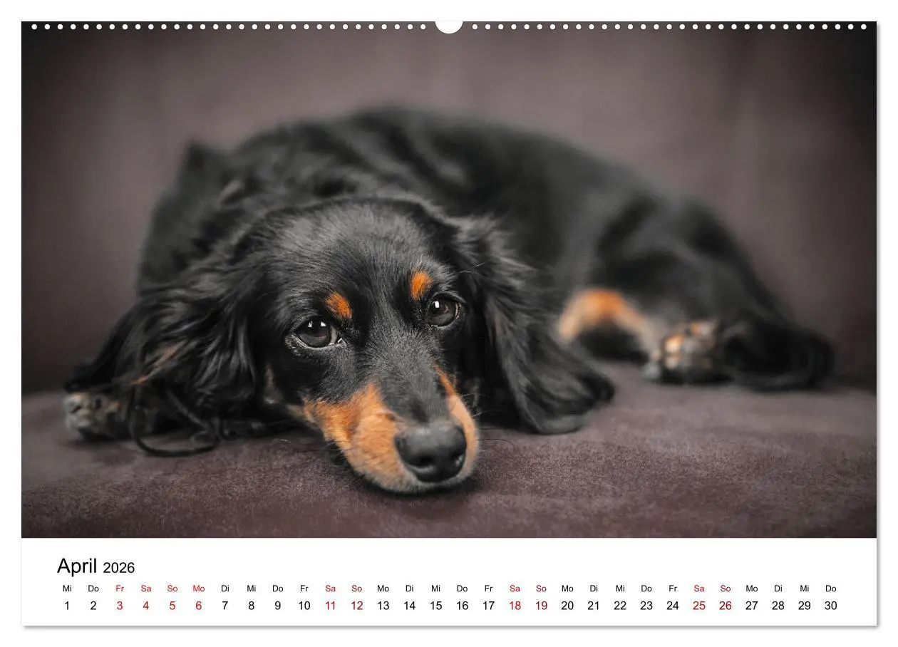 Bild: 9783457318935 | Total gechillte Hunde (Wandkalender 2026 DIN A2 quer), CALVENDO...