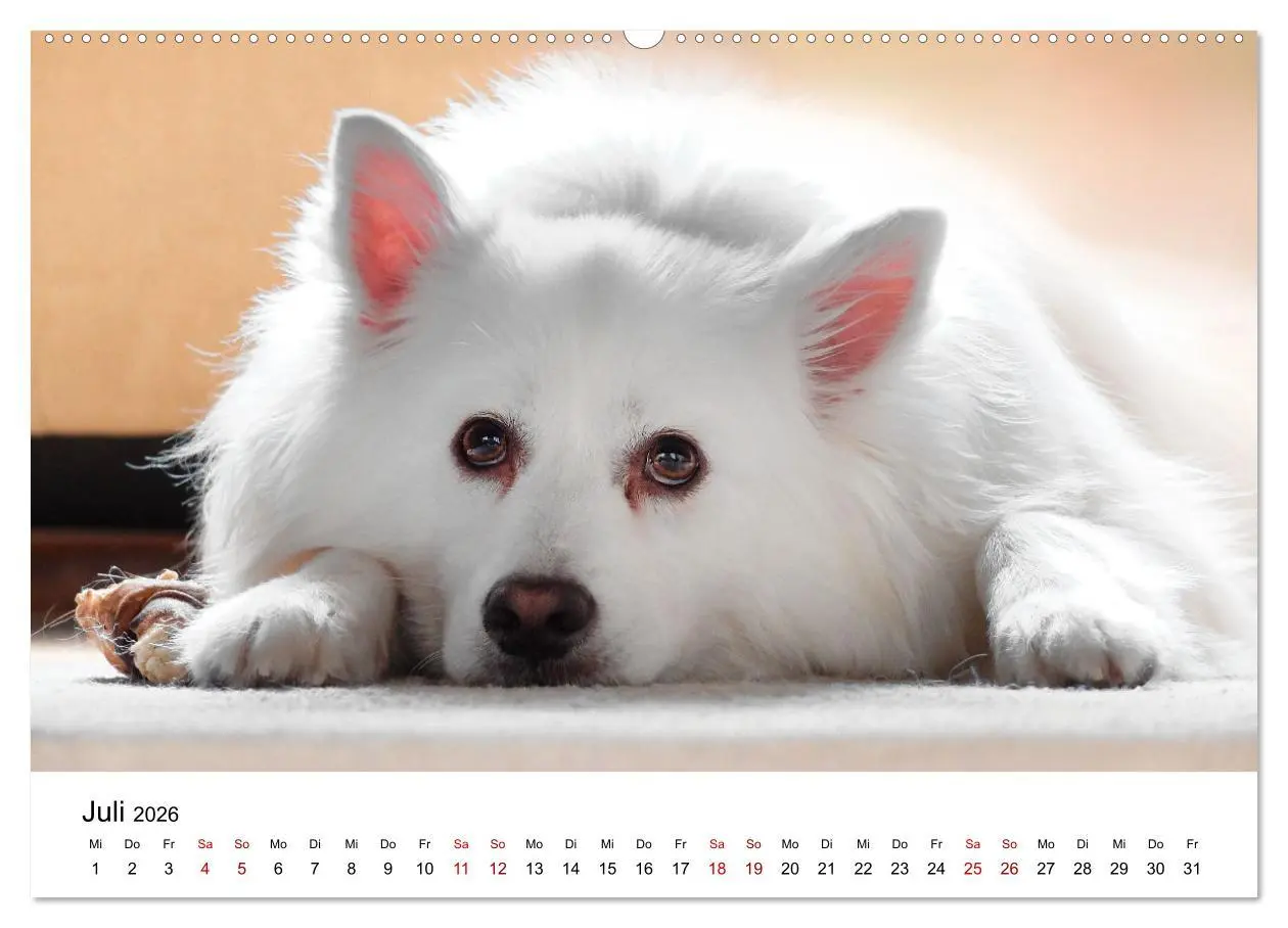Bild: 9783457318935 | Total gechillte Hunde (Wandkalender 2026 DIN A2 quer), CALVENDO...