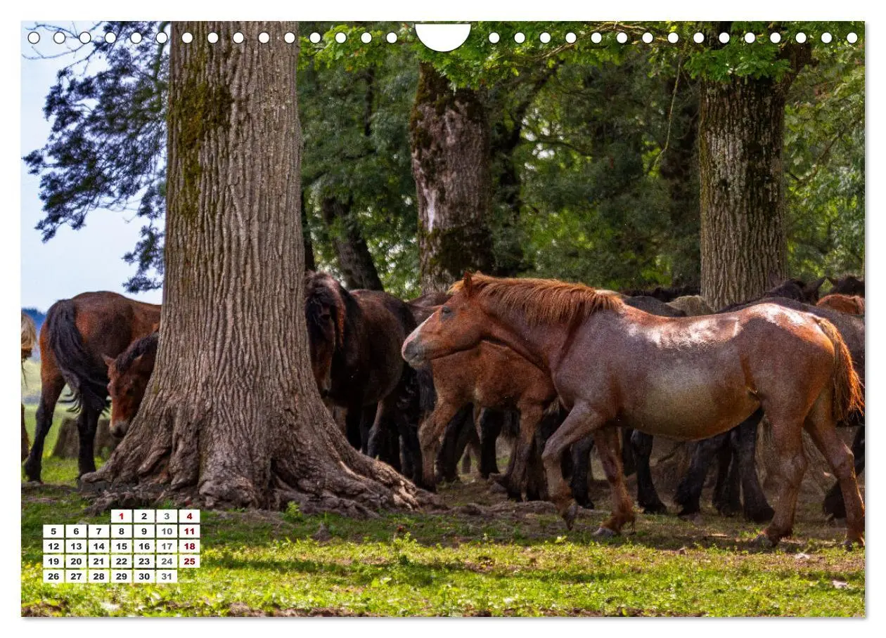 Bild: 9783457369135 | Kroatien - Entlang der Save (Wandkalender 2026 DIN A4 quer),...
