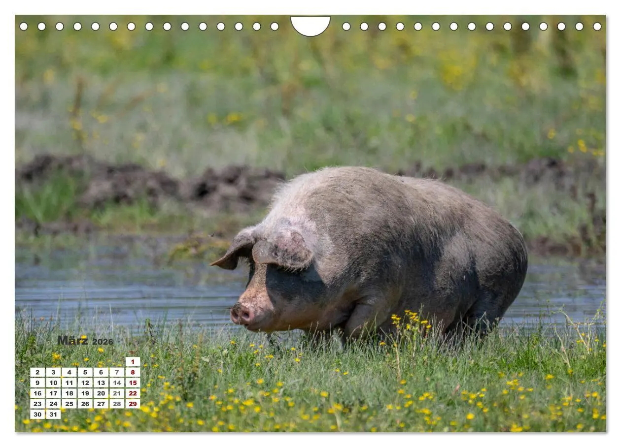 Bild: 9783457369135 | Kroatien - Entlang der Save (Wandkalender 2026 DIN A4 quer),...