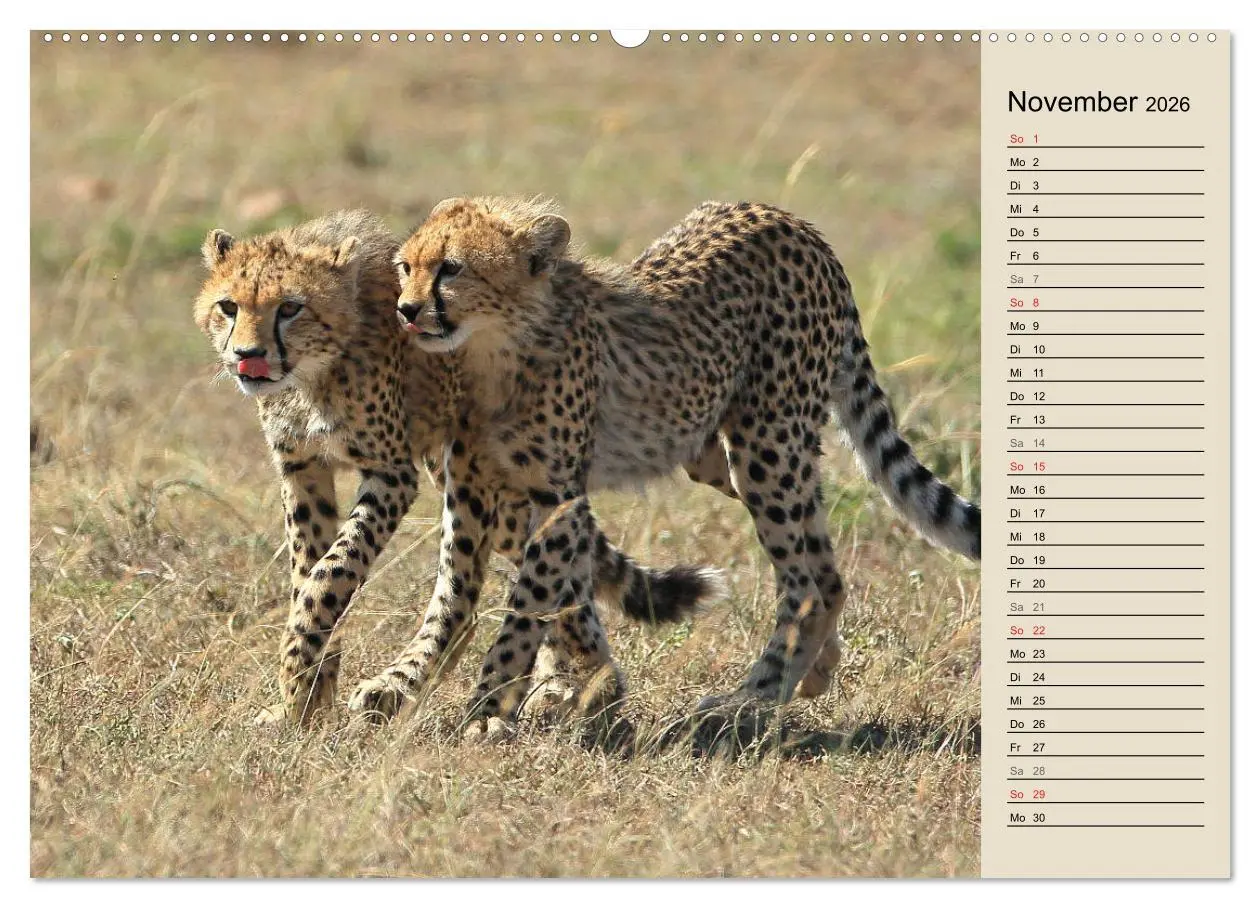 Bild: 9783457989135 | Geparden - Ein Leben in Afrika (hochwertiger Premium Wandkalender...