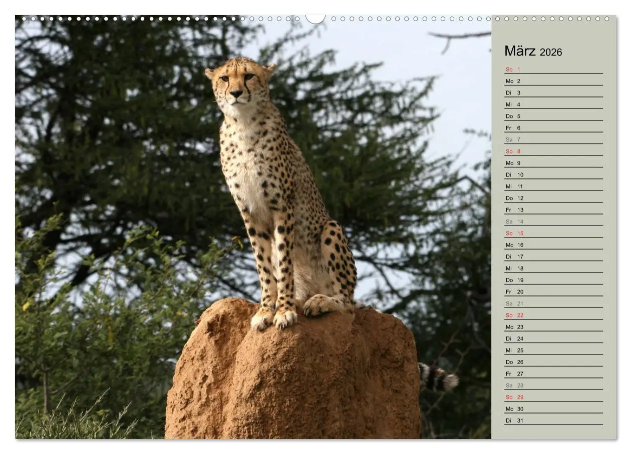 Bild: 9783457989135 | Geparden - Ein Leben in Afrika (hochwertiger Premium Wandkalender...