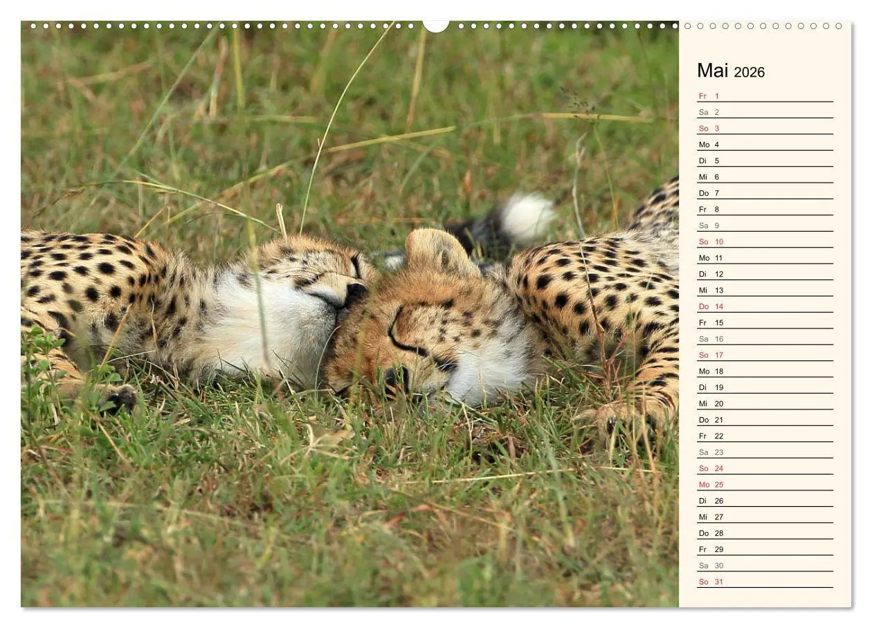 Bild: 9783457989135 | Geparden - Ein Leben in Afrika (hochwertiger Premium Wandkalender...
