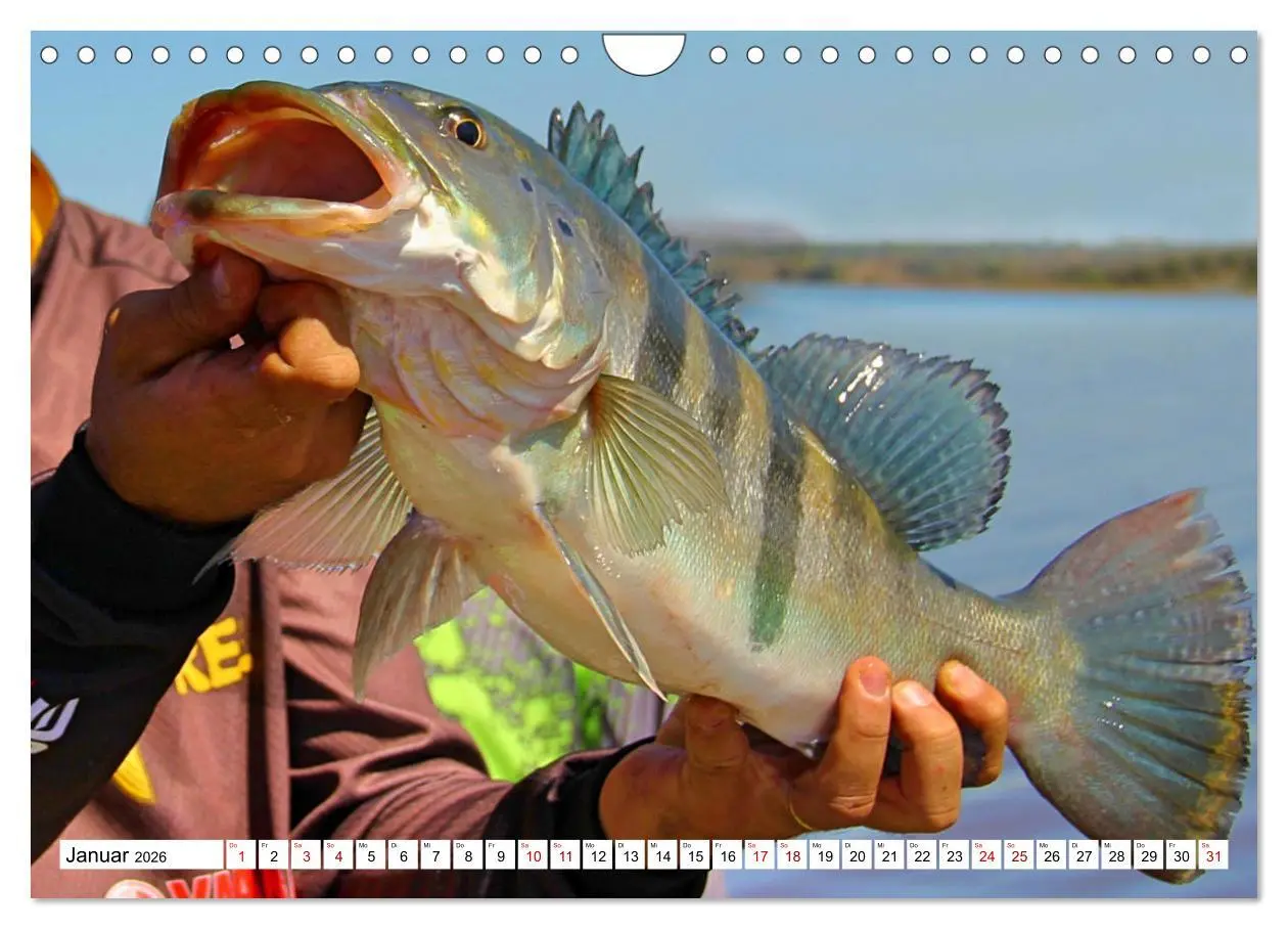 Bild: 9783457599235 | Anglerglück - den Fisch am Haken (Wandkalender 2026 DIN A4 quer),...