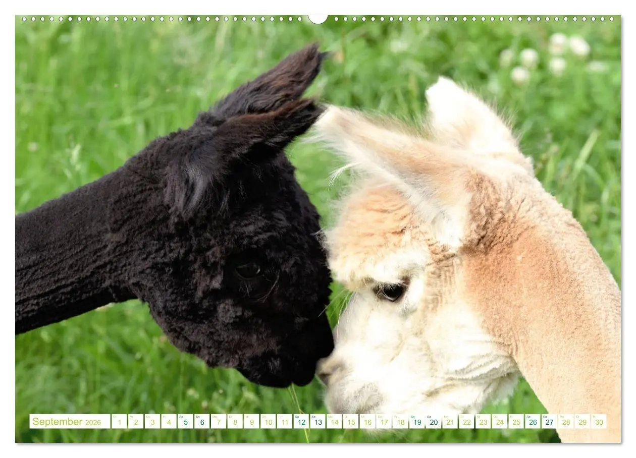 Bild: 9783457739235 | Unvergessliche Begegnungen mit Alpakas (hochwertiger Premium...