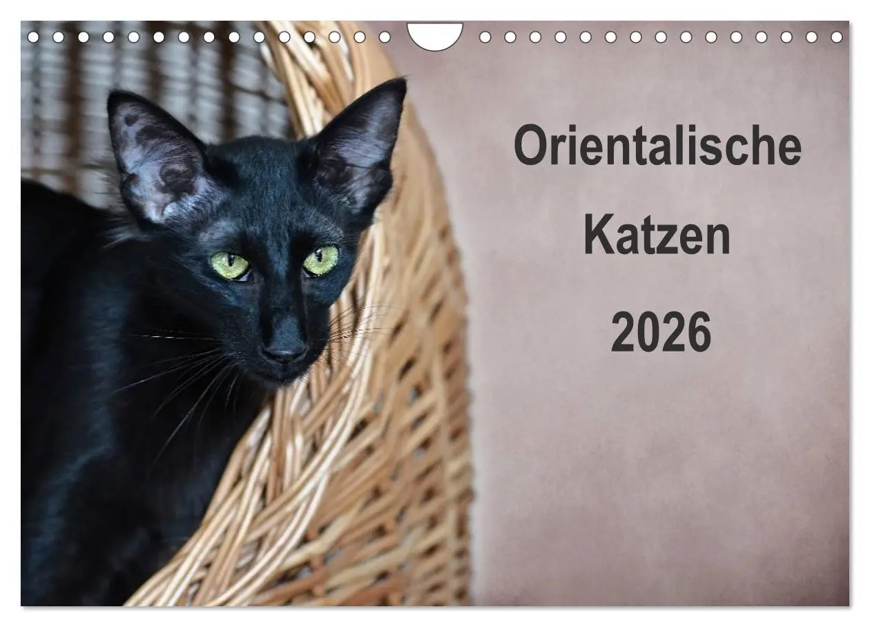 Cover: 9783516139235 | Orientalische Katzen (Wandkalender 2026 DIN A4 quer), CALVENDO...