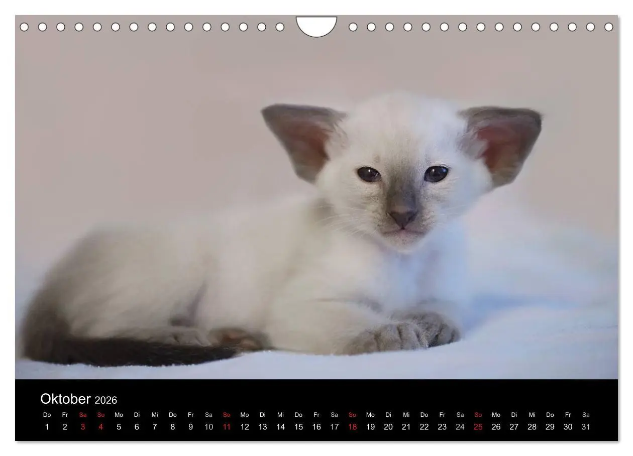 Bild: 9783516139235 | Orientalische Katzen (Wandkalender 2026 DIN A4 quer), CALVENDO...