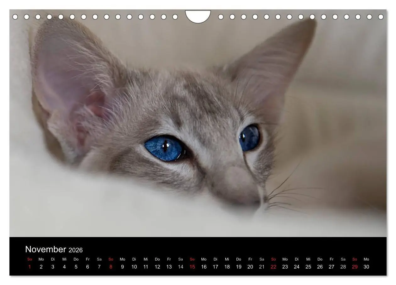 Bild: 9783516139235 | Orientalische Katzen (Wandkalender 2026 DIN A4 quer), CALVENDO...