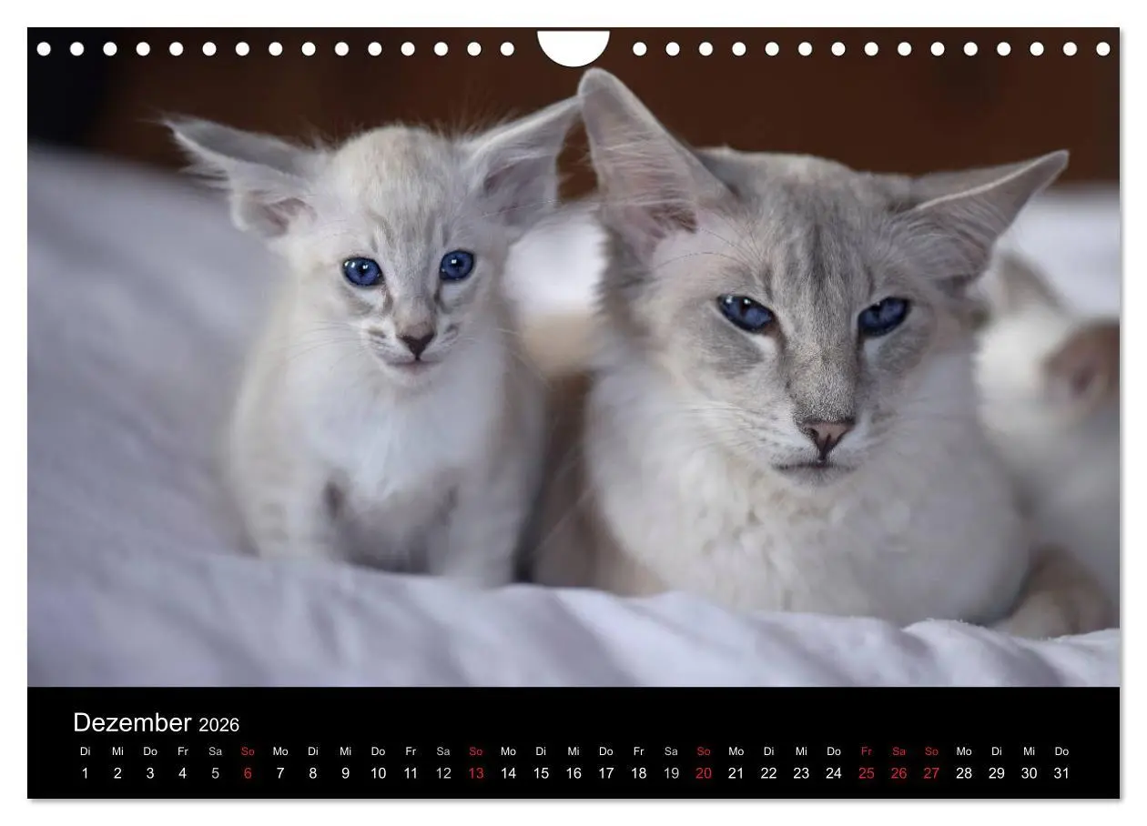 Bild: 9783516139235 | Orientalische Katzen (Wandkalender 2026 DIN A4 quer), CALVENDO...