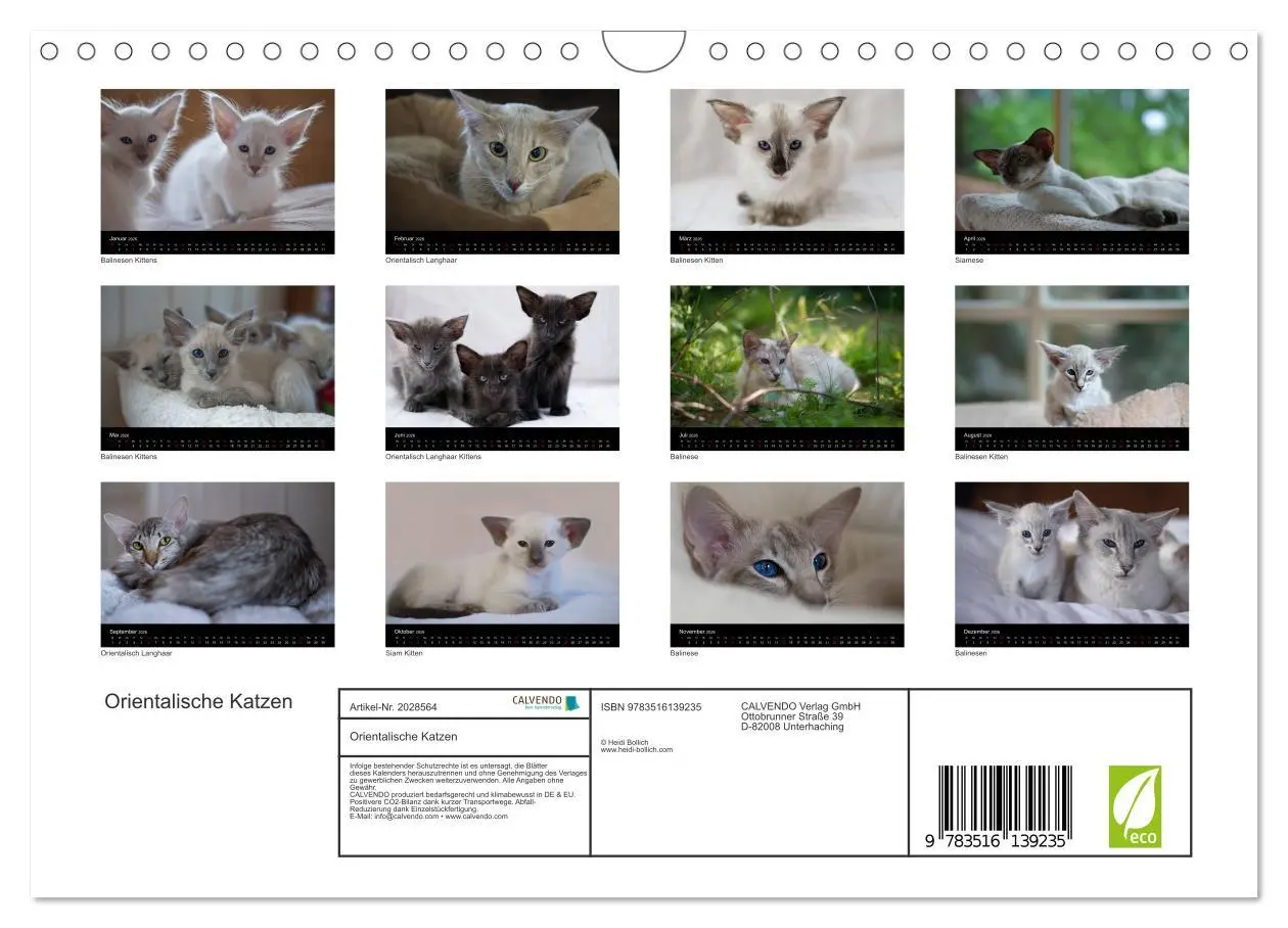 Bild: 9783516139235 | Orientalische Katzen (Wandkalender 2026 DIN A4 quer), CALVENDO...