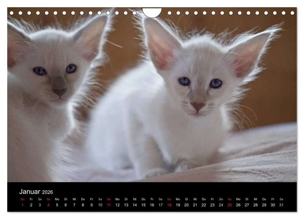 Bild: 9783516139235 | Orientalische Katzen (Wandkalender 2026 DIN A4 quer), CALVENDO...