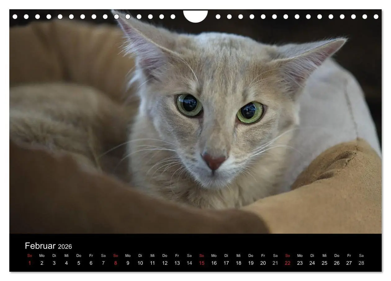 Bild: 9783516139235 | Orientalische Katzen (Wandkalender 2026 DIN A4 quer), CALVENDO...