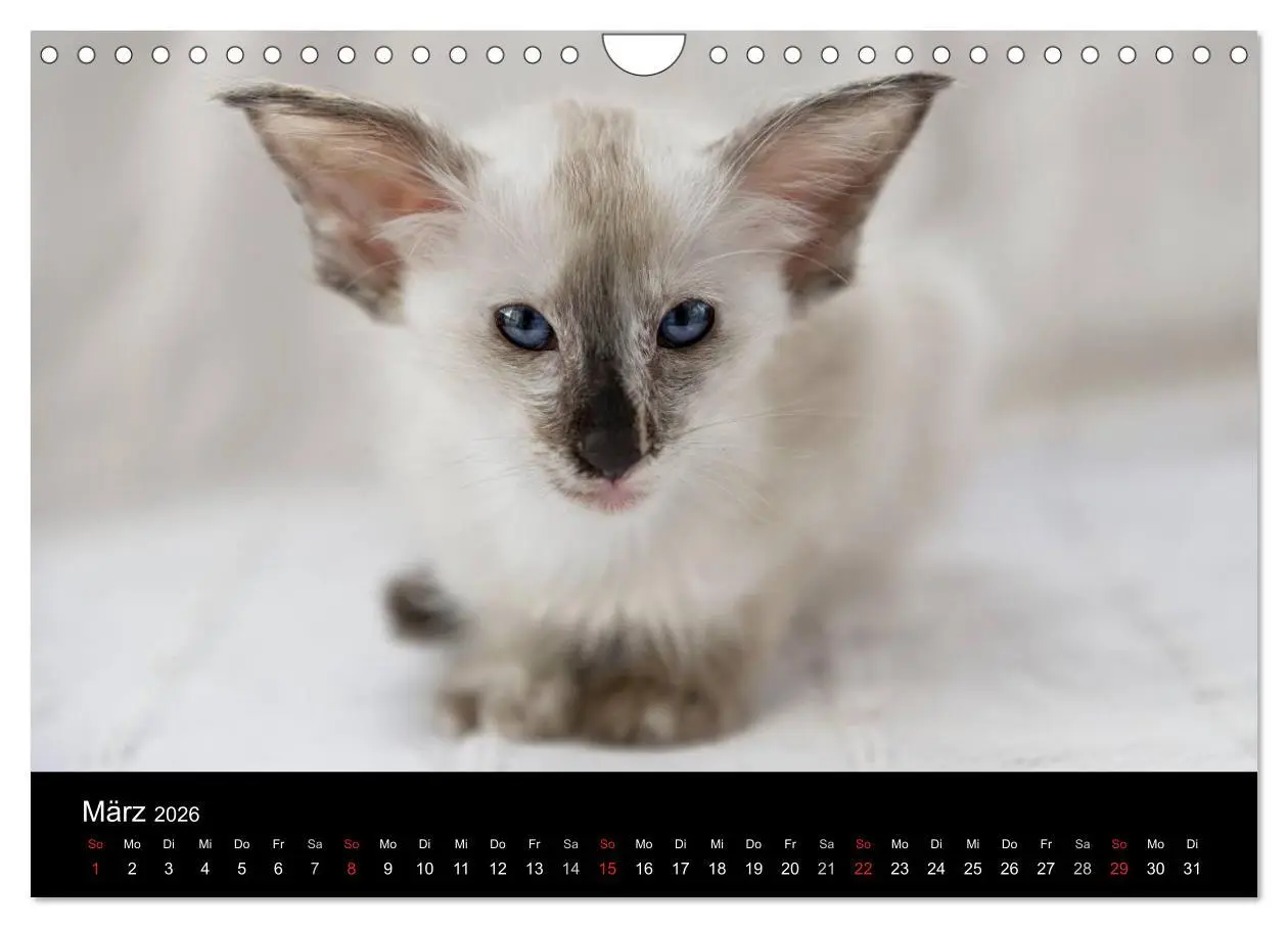 Bild: 9783516139235 | Orientalische Katzen (Wandkalender 2026 DIN A4 quer), CALVENDO...