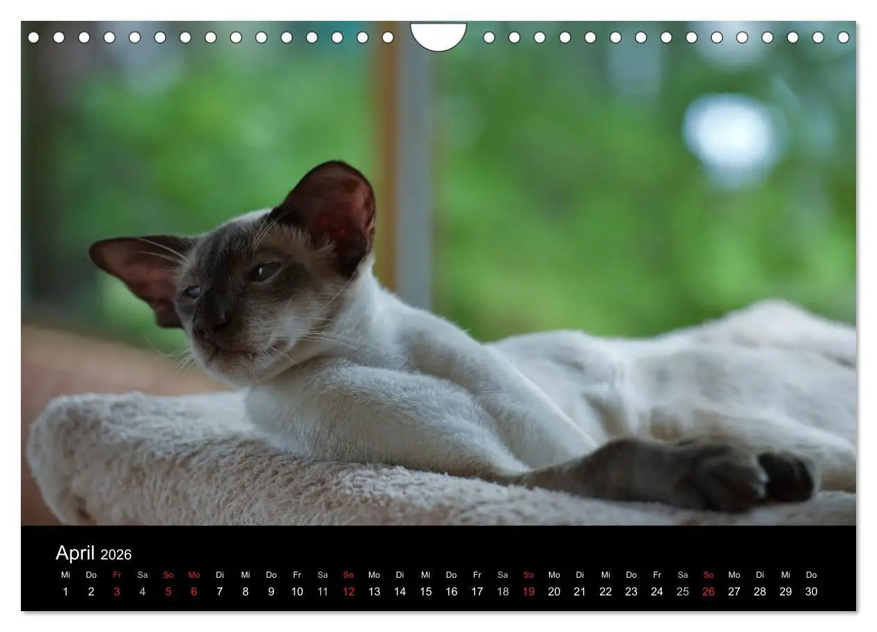 Bild: 9783516139235 | Orientalische Katzen (Wandkalender 2026 DIN A4 quer), CALVENDO...