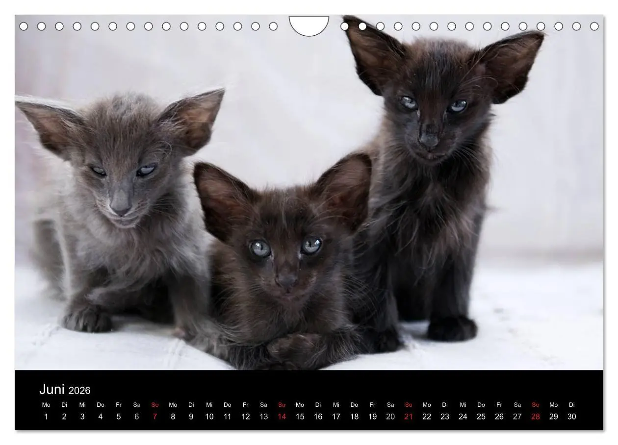 Bild: 9783516139235 | Orientalische Katzen (Wandkalender 2026 DIN A4 quer), CALVENDO...