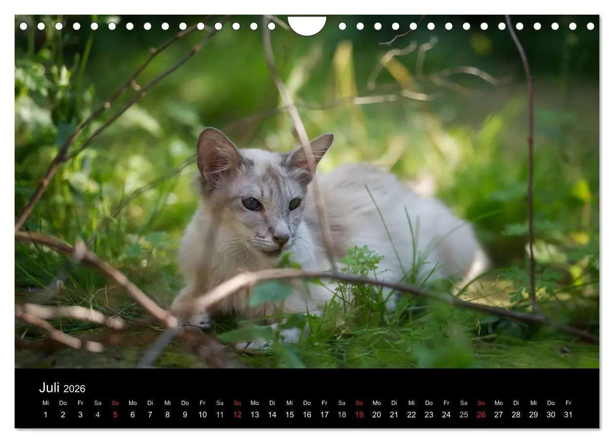 Bild: 9783516139235 | Orientalische Katzen (Wandkalender 2026 DIN A4 quer), CALVENDO...