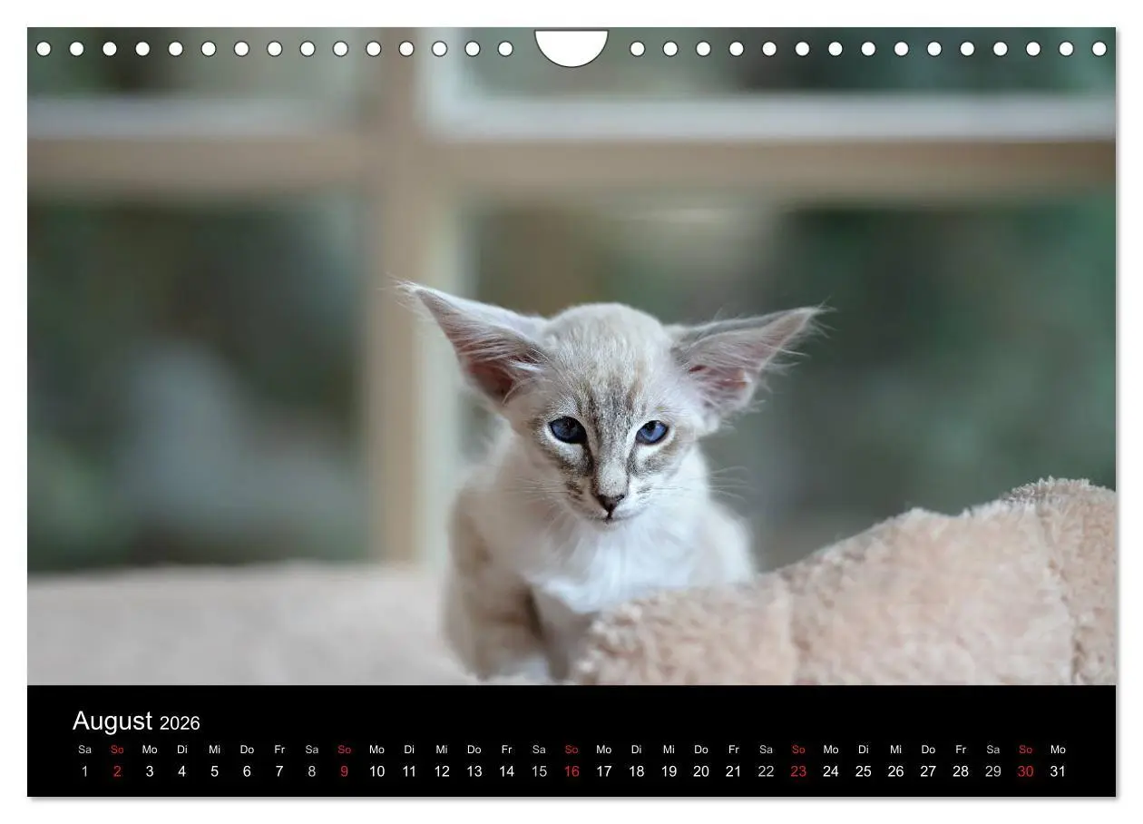 Bild: 9783516139235 | Orientalische Katzen (Wandkalender 2026 DIN A4 quer), CALVENDO...