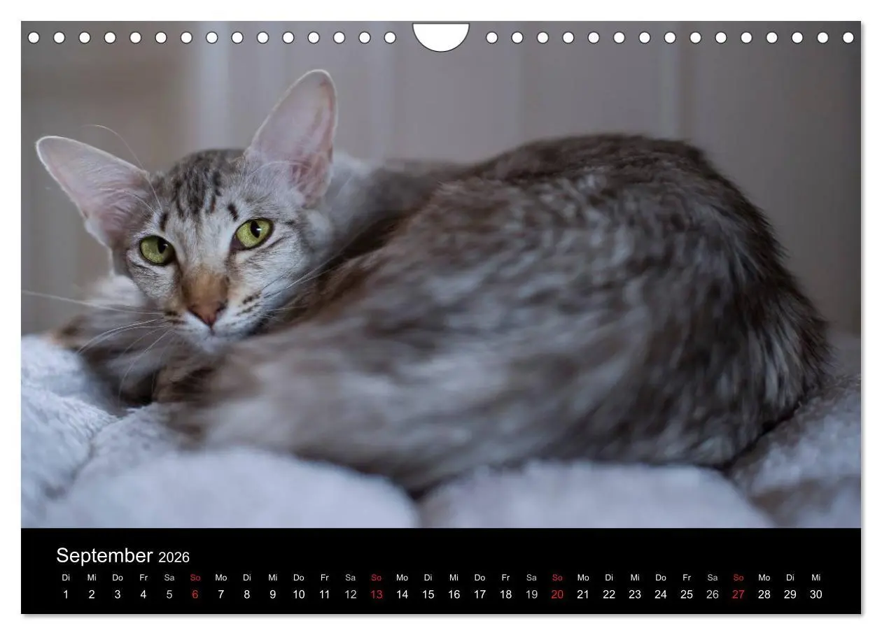 Bild: 9783516139235 | Orientalische Katzen (Wandkalender 2026 DIN A4 quer), CALVENDO...