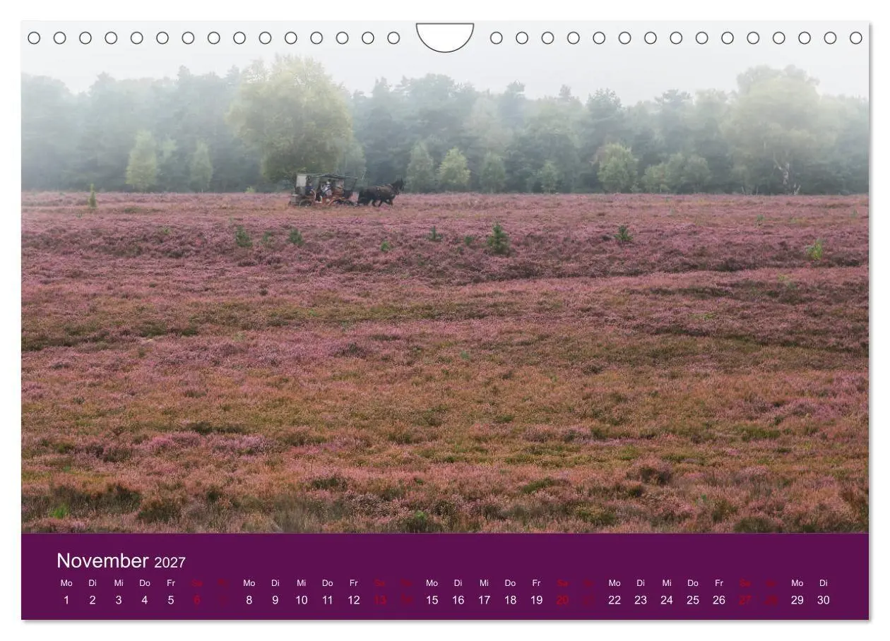 Bild: 9783569849235 | Die Heide blüht (Wandkalender 2027 DIN A4 quer), CALVENDO...