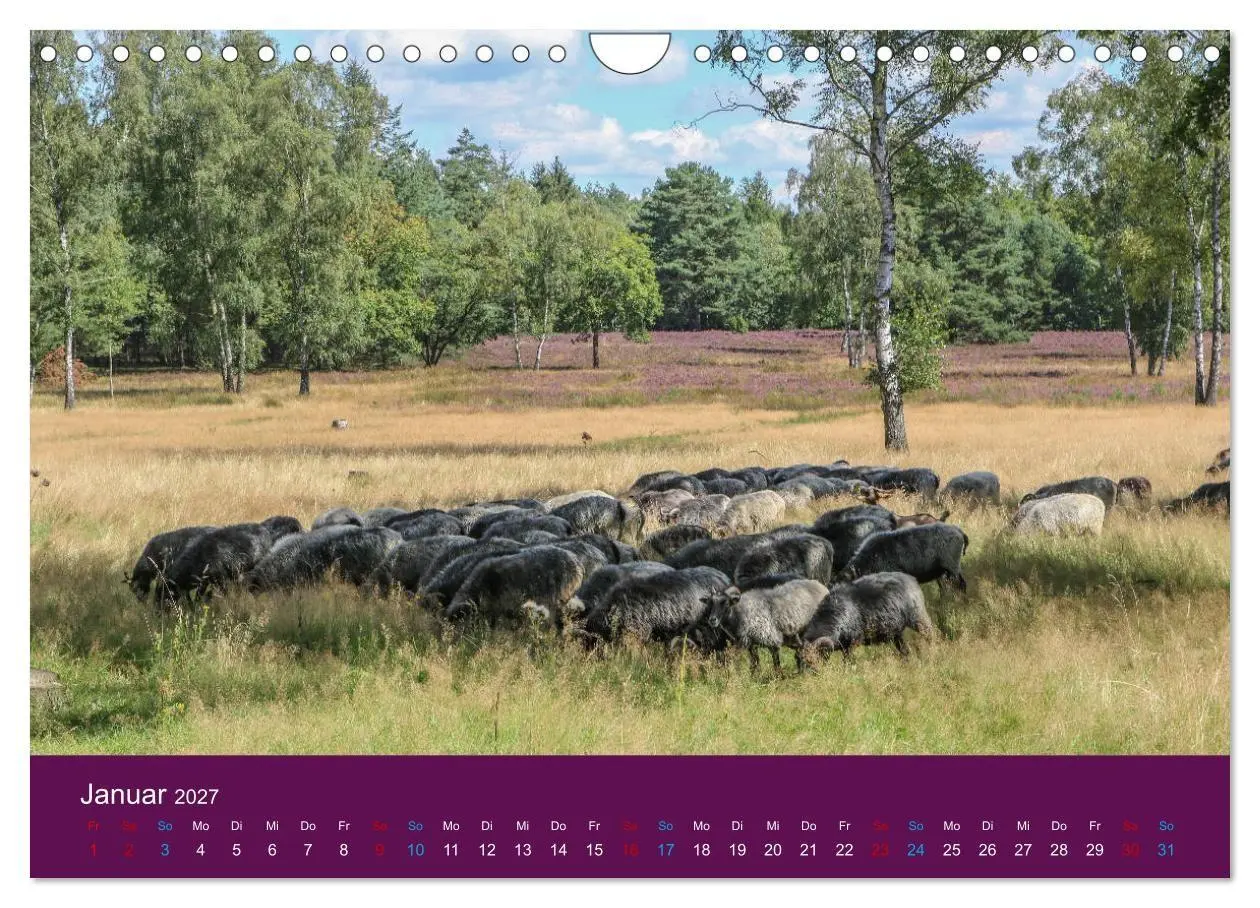Bild: 9783569849235 | Die Heide blüht (Wandkalender 2027 DIN A4 quer), CALVENDO...