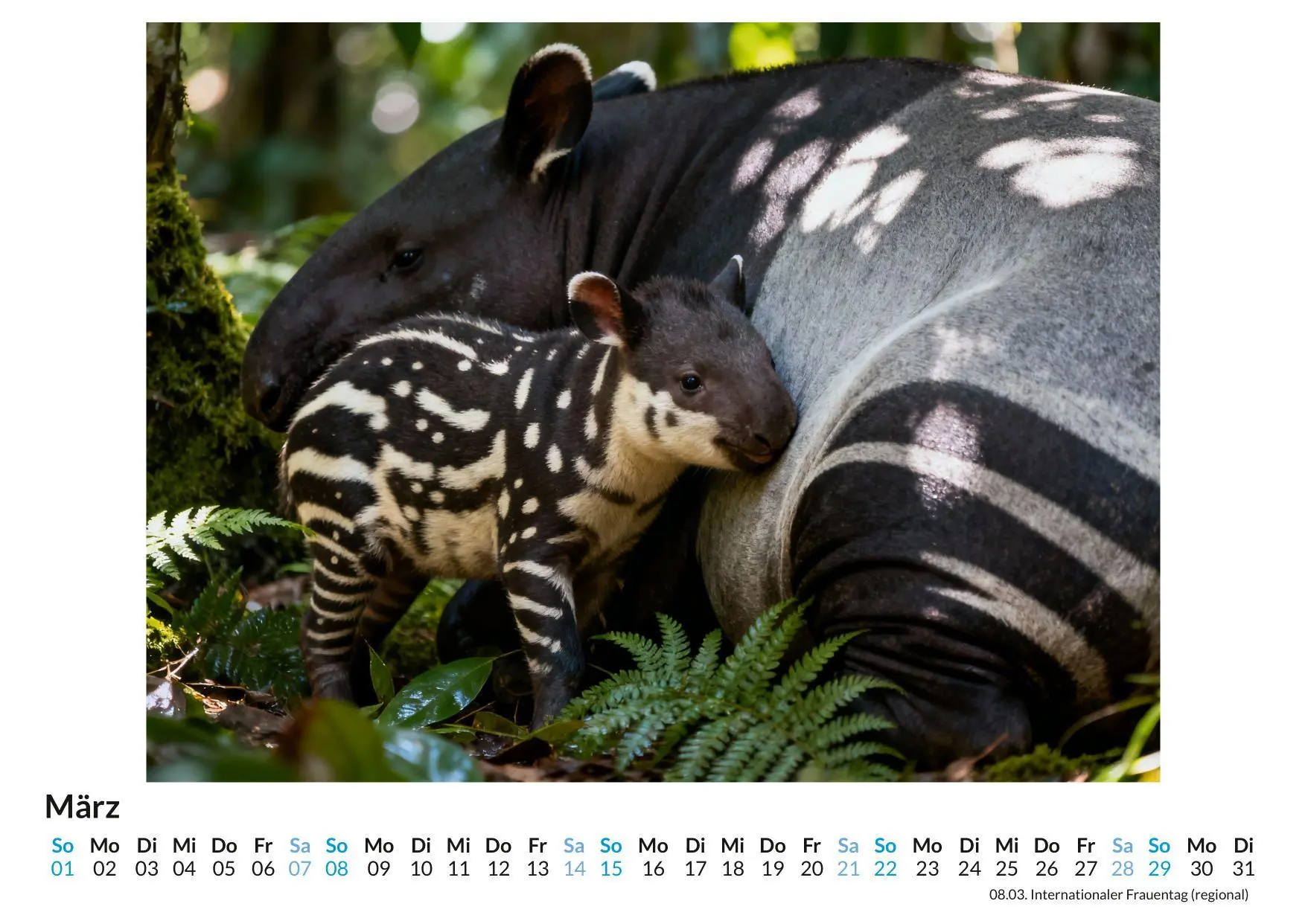 Bild: 9783695329335 | Tapir | Noah Werner | Kalender | Deutsch | 2026 | FlipFlop