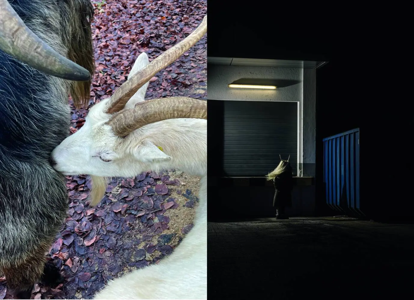 Bild: 9783775759335 | Sandra Knecht - Home Is a Foreign Place. Künstlerbuch,...