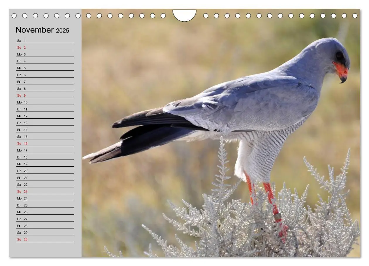 Bild: 9783435549535 | Falken und Greifvögel - Edle Jäger (Wandkalender 2025 DIN A4 quer),...