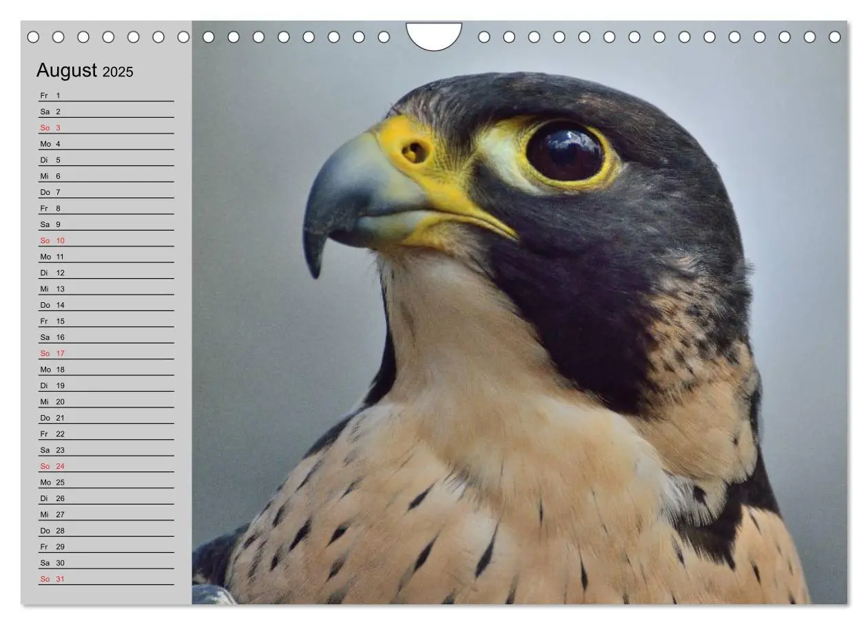 Bild: 9783435549535 | Falken und Greifvögel - Edle Jäger (Wandkalender 2025 DIN A4 quer),...